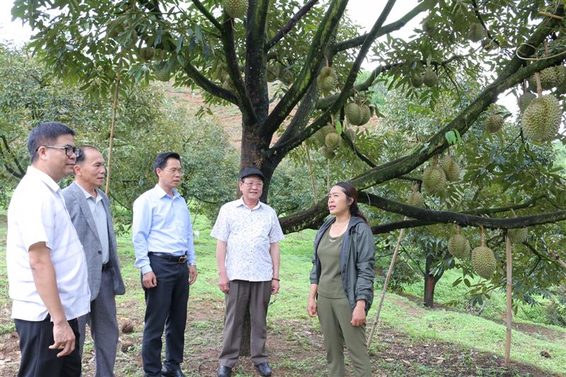 Đoàn công tác của Ban Tuyên giáo Tỉnh ủy tham quan mô hình trồng sầu riêng tại xã Đạ Rsal.