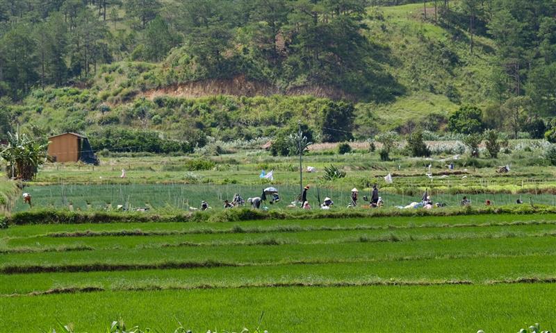 Diện tích chưa bàn giao để triển khai dự án hiện bà con vẫn đang canh tác bình thường, chủ yếu trồng lúa nước, ngô, đậu, cây ngắn ngày.