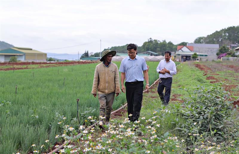 Ông K’Hình, 1 trong 23 hộ dân nhận đất tái định canh và đã được cấp giấy chứng nhận quyền sử dụng đất đang trồng hành trên diện tích 1.000m2 đất đã nhận. Ông cho biết ngoài cây lúa nước ra thì khu vực này có thể trồng gần như tất cả các loại rau, màu, hoa,..