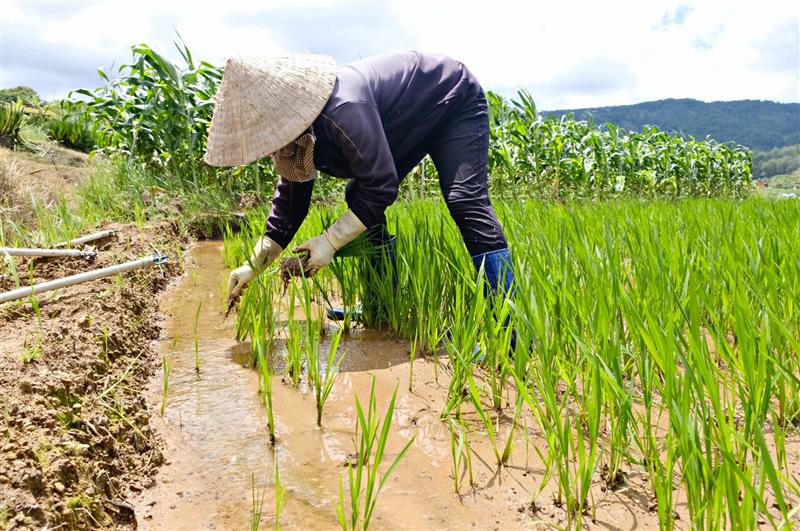 94% số hộ dân có đất bị thu hồi vẫn còn diện tích đất ngoài ranh dự án có thể canh tác bình thường, ổn định cuộc sống.