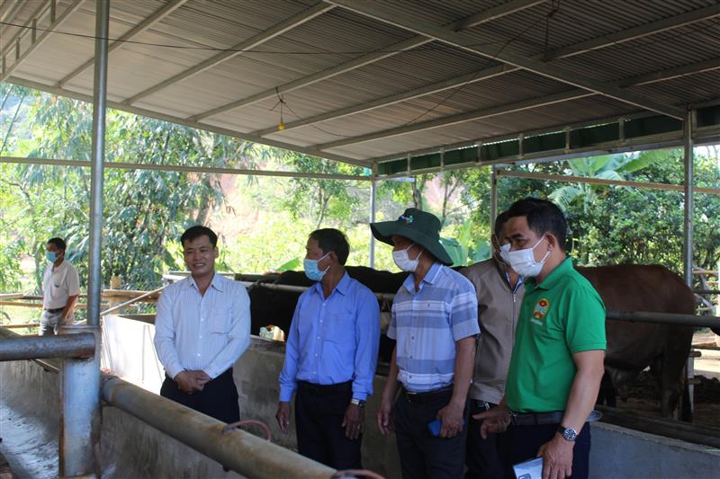 Anh Khởi (áo trắng) trao đổi về cách chăn nuôi bò của gia đình với lãnh đạo Hội Nông dân huyện Cát Tiên.
