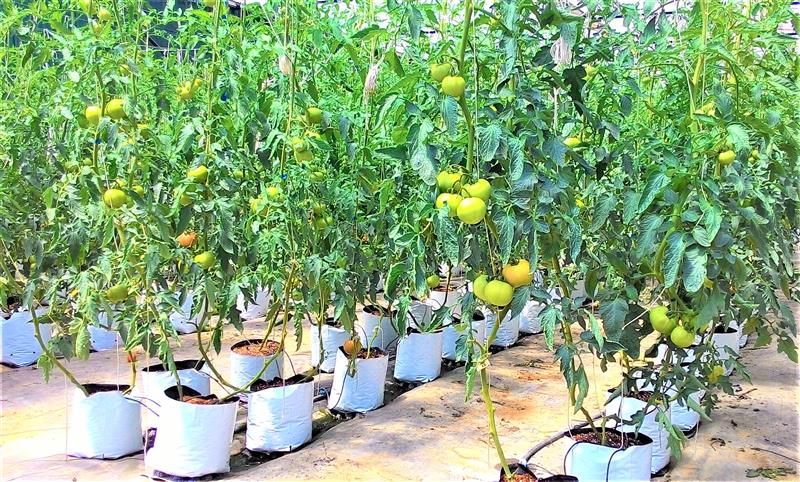 Cà chua giống ngoại được trồng trên giá thể, áp dụng công nghệ cao tại Đà Lạt. Ảnh Thanh Dương Hồng.