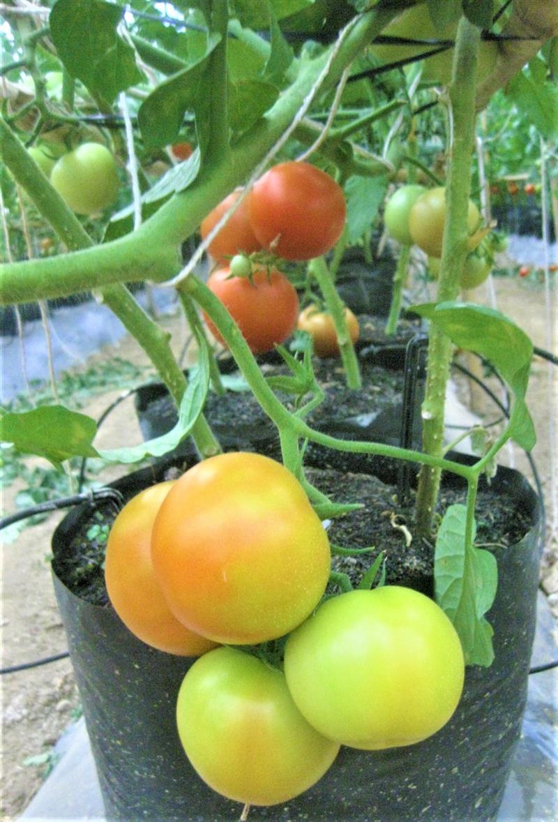 Cà chua giống ngoại nhập được trồng trên giá thể công nghệ cao. Ảnh T.D.H .