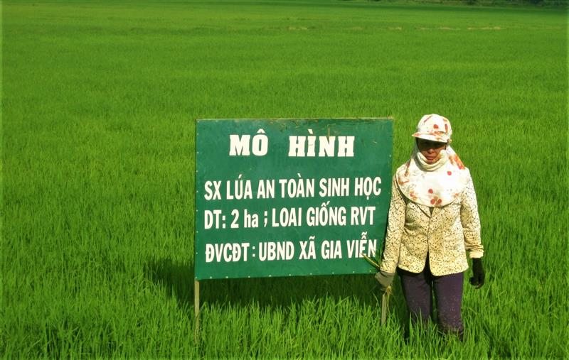 Mô hình sản xuất lúa sạch sinh học của nông dân xã Gia Viễn - Cát Tiên.