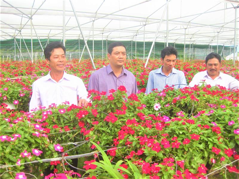 Một doanh nghiệp đầu tư trồng hoa hiệu quả tại xã Lộc Thành, huyện Bảo Lâm...Ảnh Thành Hồng.
