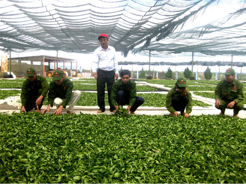 Nhiều doanh nghiệp đầu tư  ngành công nghiệp  sản xuất, chế biến trà . Ảnh Thanh Dương Hồng.
