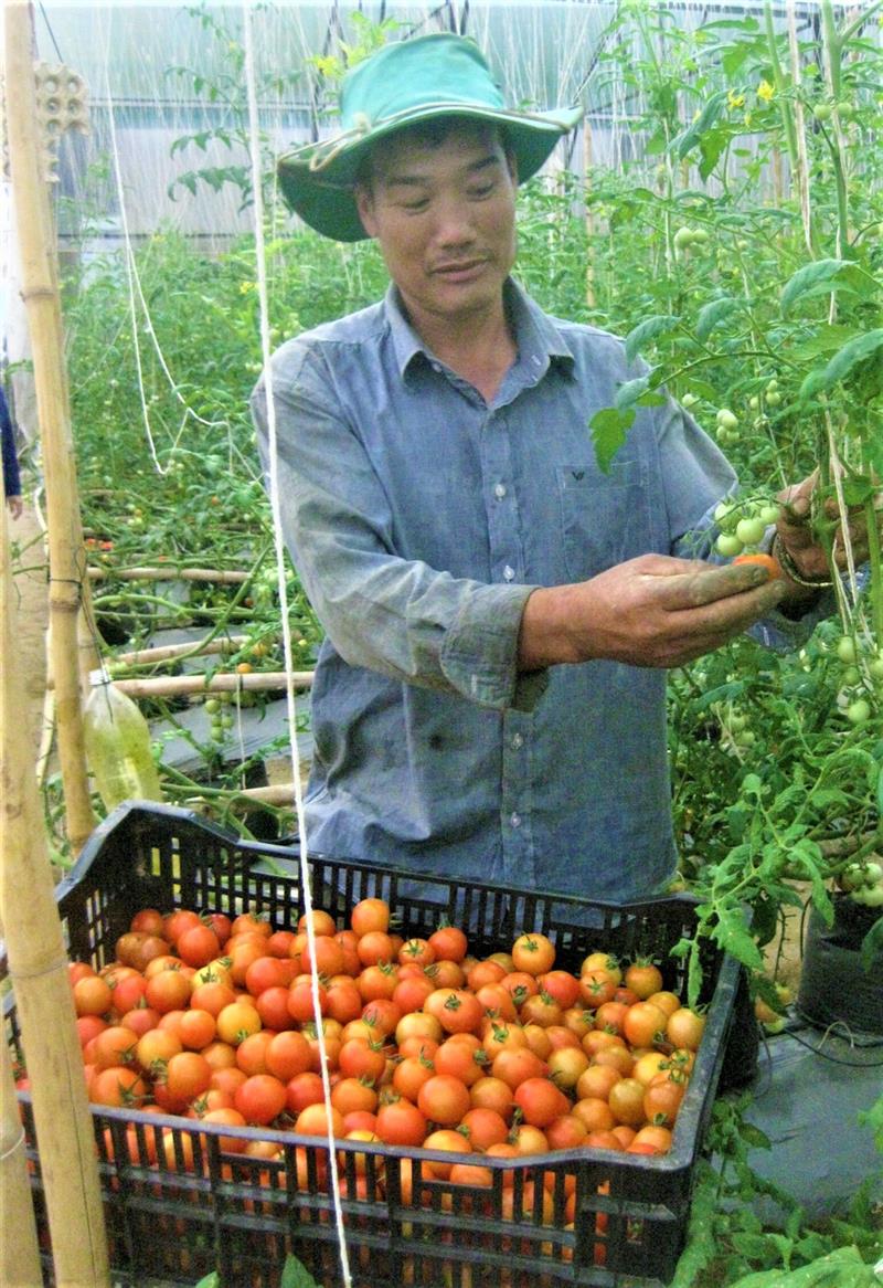 Nông dân huyện Đơn Dương sản xuất cà chua giống mới công nghệ cao. Ảnh Thanh Dương Hồng .