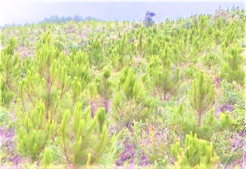Rừng thông non phủ xanh đồi trọc ở huyện Đam Rông.
