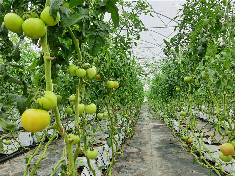 Sản xuất cà chua ngoại nhập của Công ty TNHH Cao Nguyên  tại huyện Đơn Dương. Ảnh Thanh Dương Hồng..