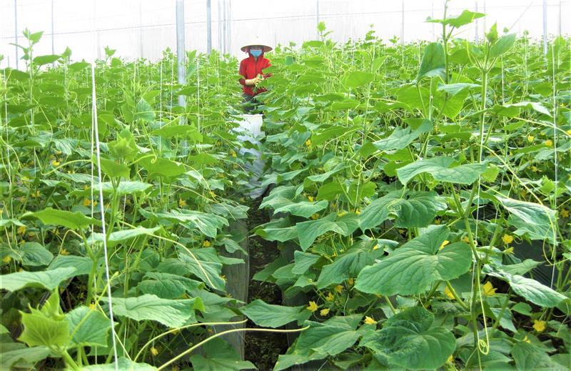 Sản xuất nông nghiệp áp dung công nghệ cao ở huyện nghèo Đam Rông. Anh T.D.H.