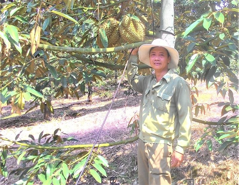 Sầu riêng - loại cây cho thu nhập cao của nông dân huyện  Đạ Huoai. Ảnh Thanh Dương Hông.