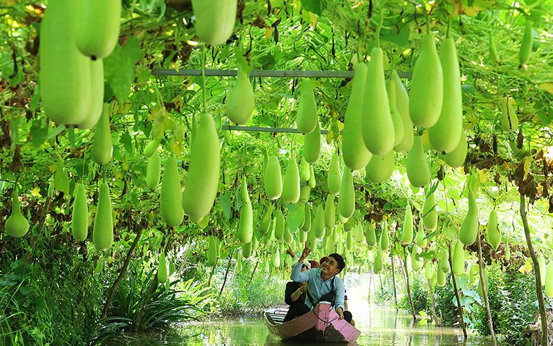 Du lịch nông thôn vừa giúp nông dân cải thiện thu nhập, vừa phát triển kinh tế nông nghiệp ở tỉnh Đồng Tháp.