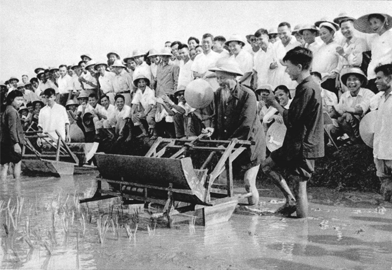 Chủ tịch Hồ Chí Minh dùng thử máy cấy lúa cải tiến tại Trại thí nghiệm trồng lúa Sở Nông lâm Hà Nội (năm 1960)_Ảnh: Tư liệu