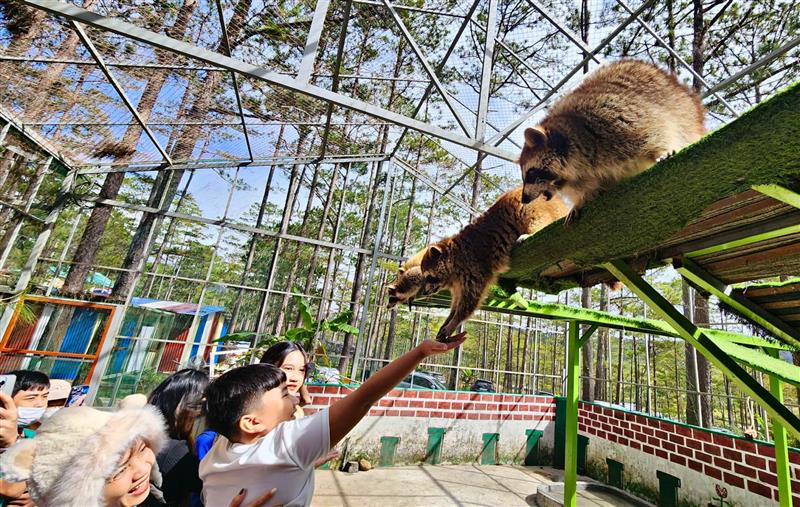 Du khách thích thú thăm Vườn thú ZooDoo trên địa bàn huyện Lạc Dương, Lâm Đồng.