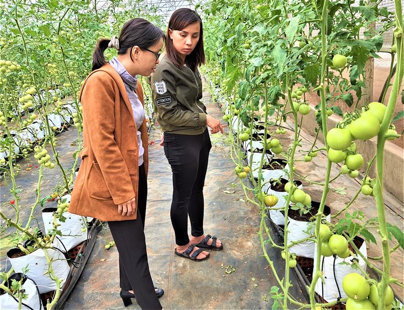 Cà chua - giống của Hà Lan được nông dân huyện Đơn Dương  sản xuất trong nhà kính