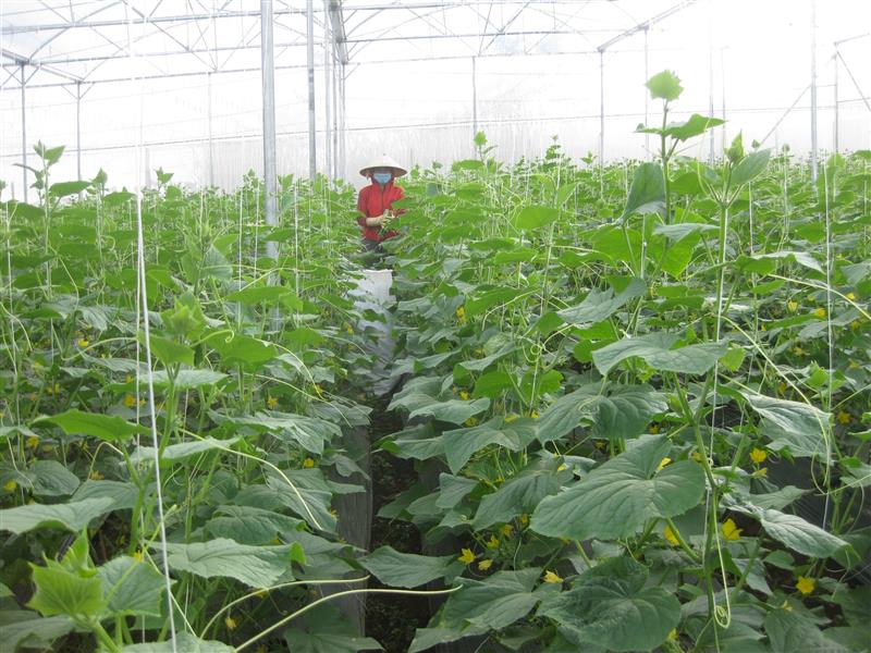 Sản xuất nông nghiệp áp dung công nghệ cao ở huyện nghèo Đam Rông