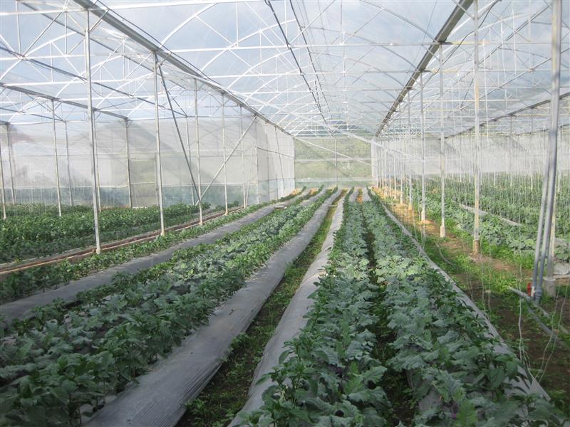 Sản xuất rau trong nhà kính, nhà lưới công nghệ cao ở Đam Rông